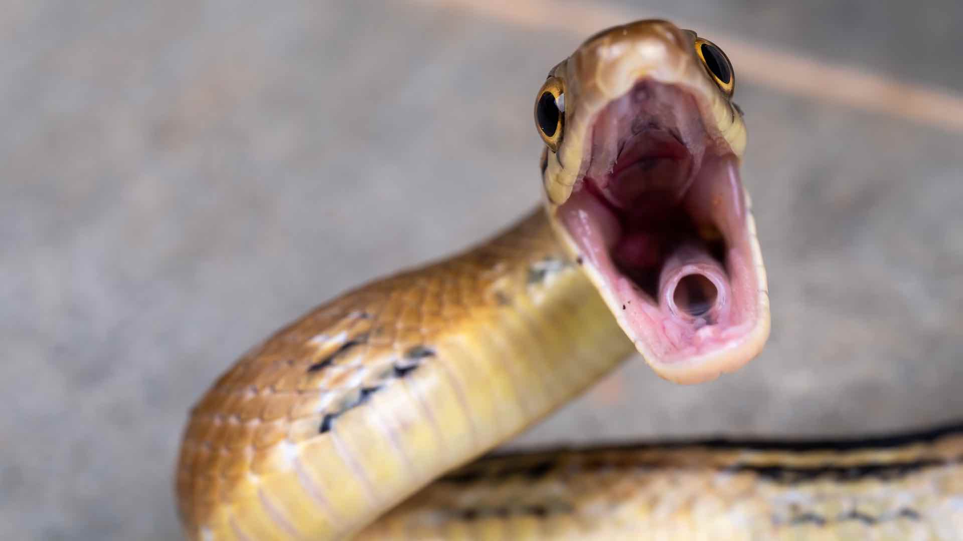 One person dies from snakebite every 4 to 6 minutes: WHO